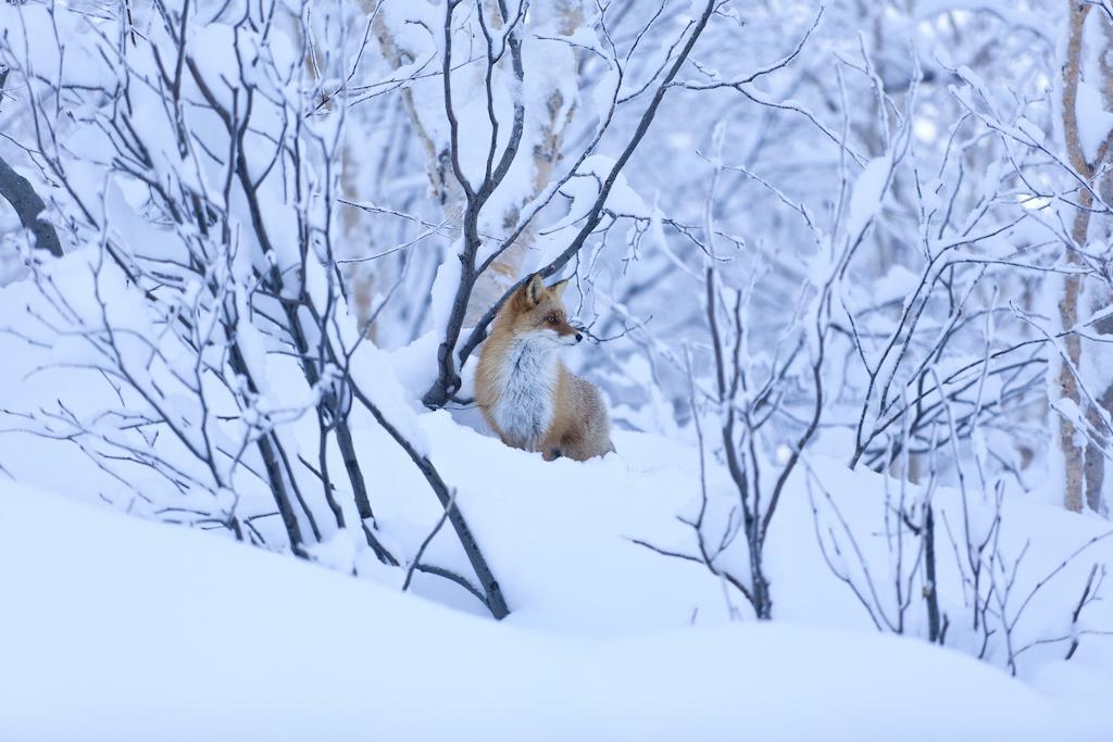 ホテル 十勝岳温泉 カミホロ荘 上富良野町 エクステリア 写真